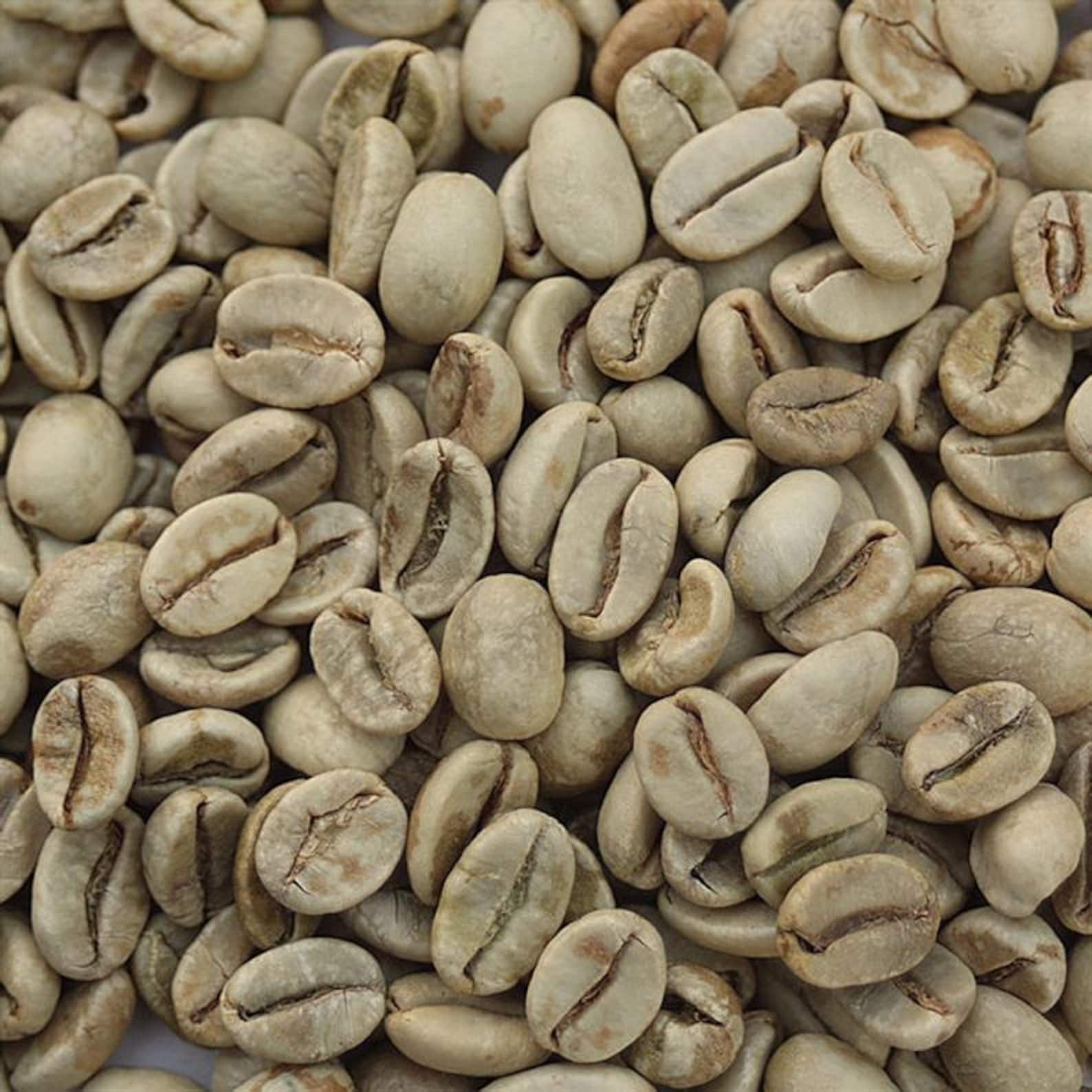 FREE SHIPPING Unroasted Organic Robusta Green Coffee Beans Etsy