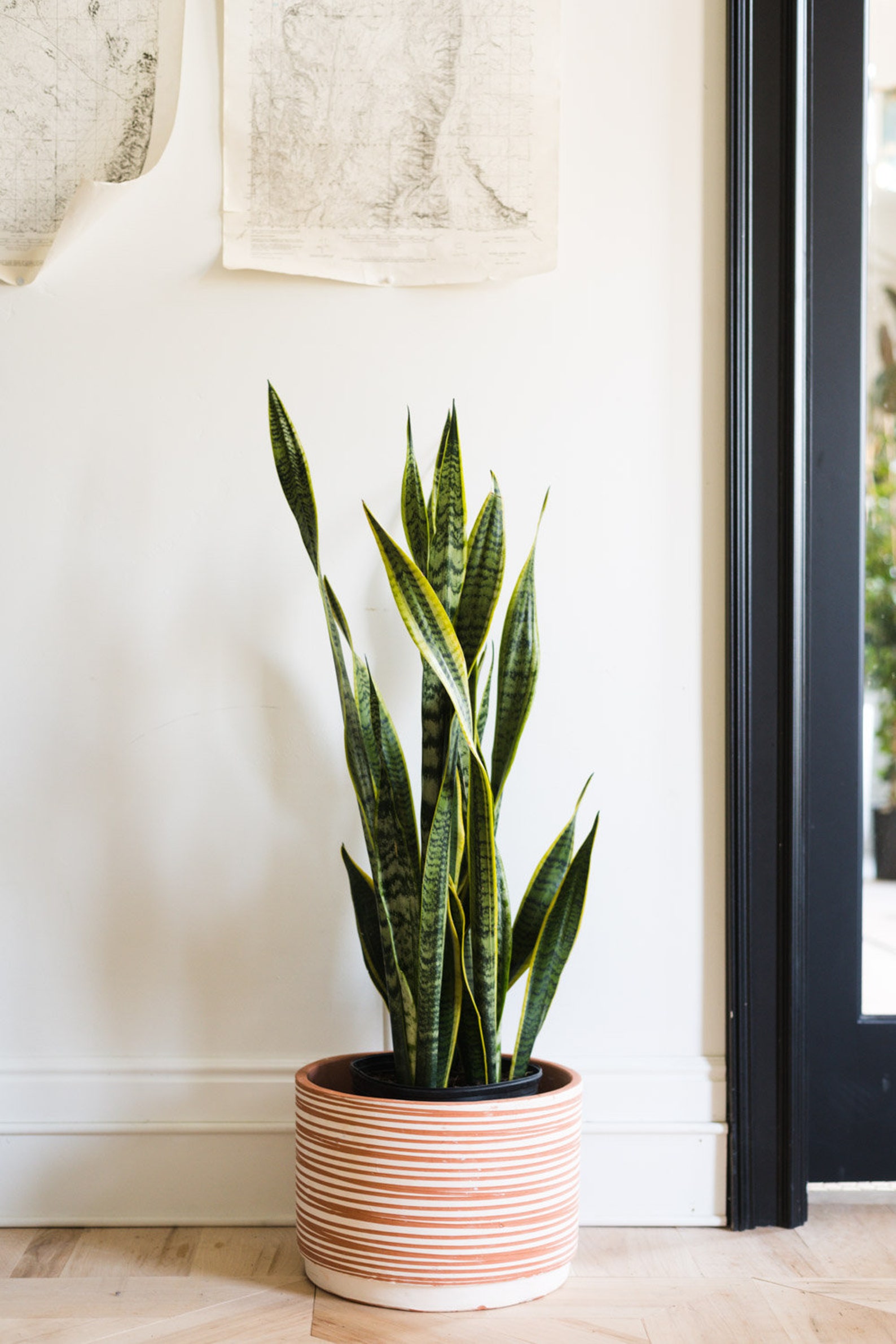 Giant Snake Plant Sanseveria The Perfect Trendy Plant Etsy