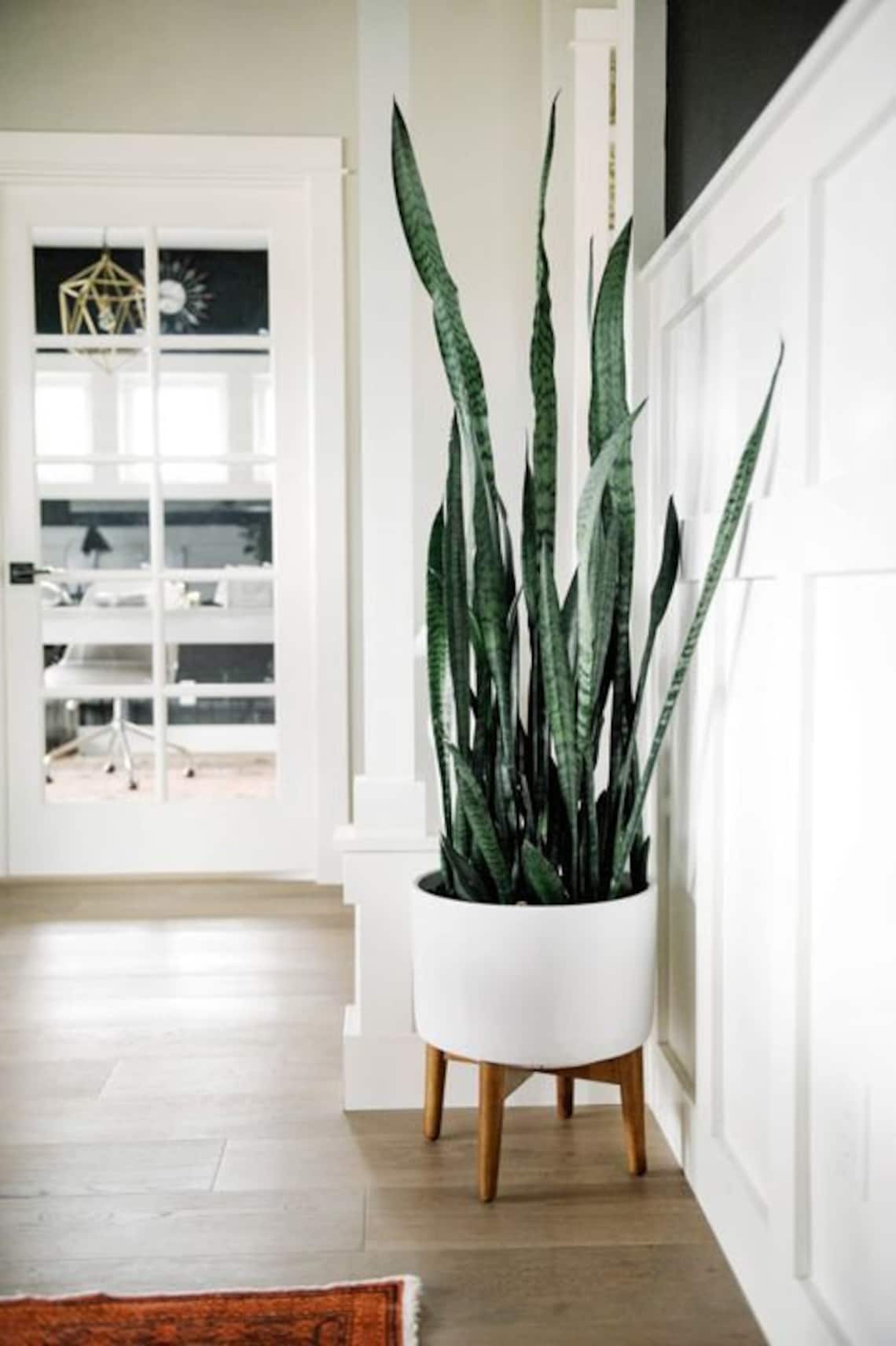 Giant Snake Plant Sanseveria The Perfect Trendy Plant Etsy