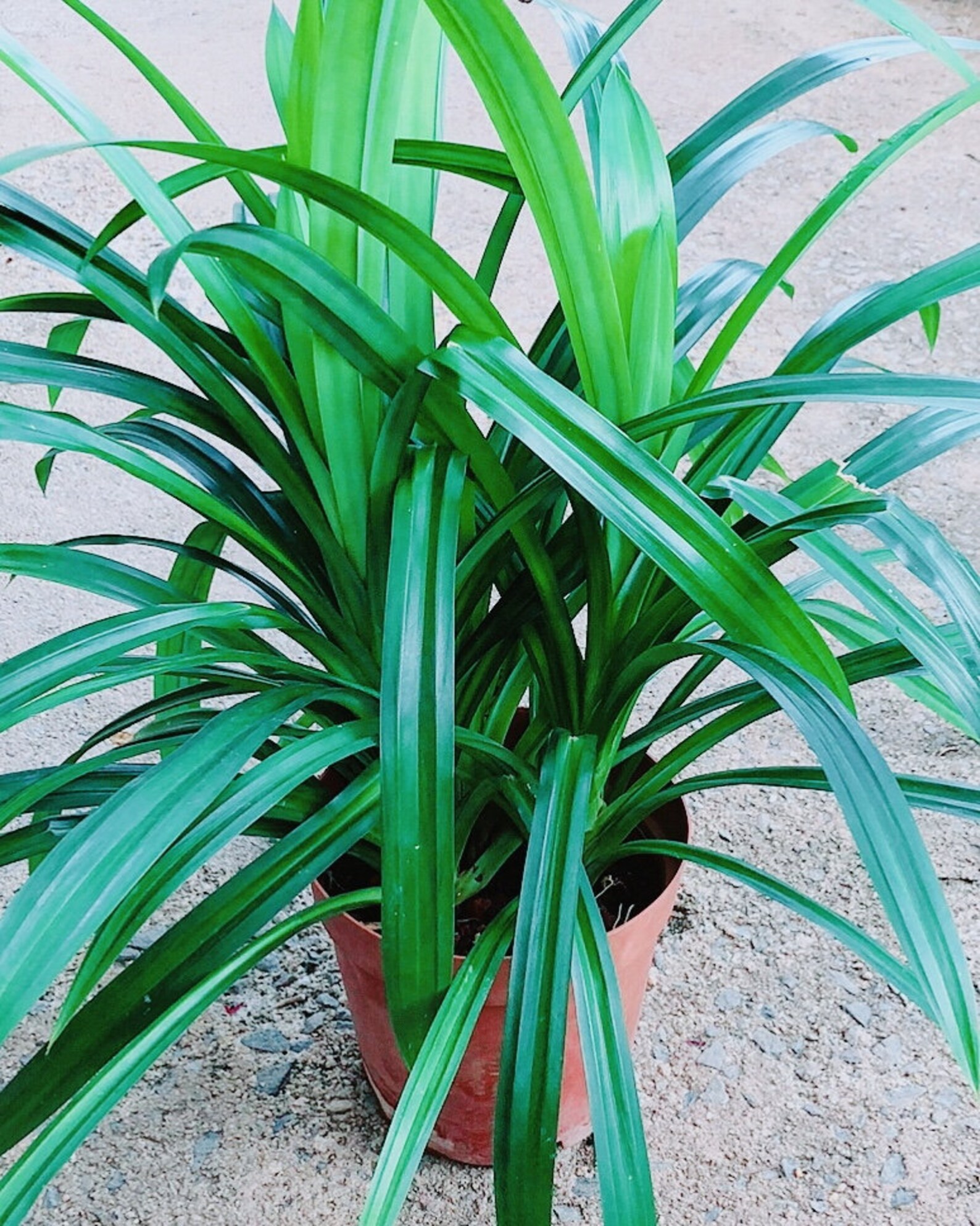 ONE Pandan Plant pandanus pandan Etsy