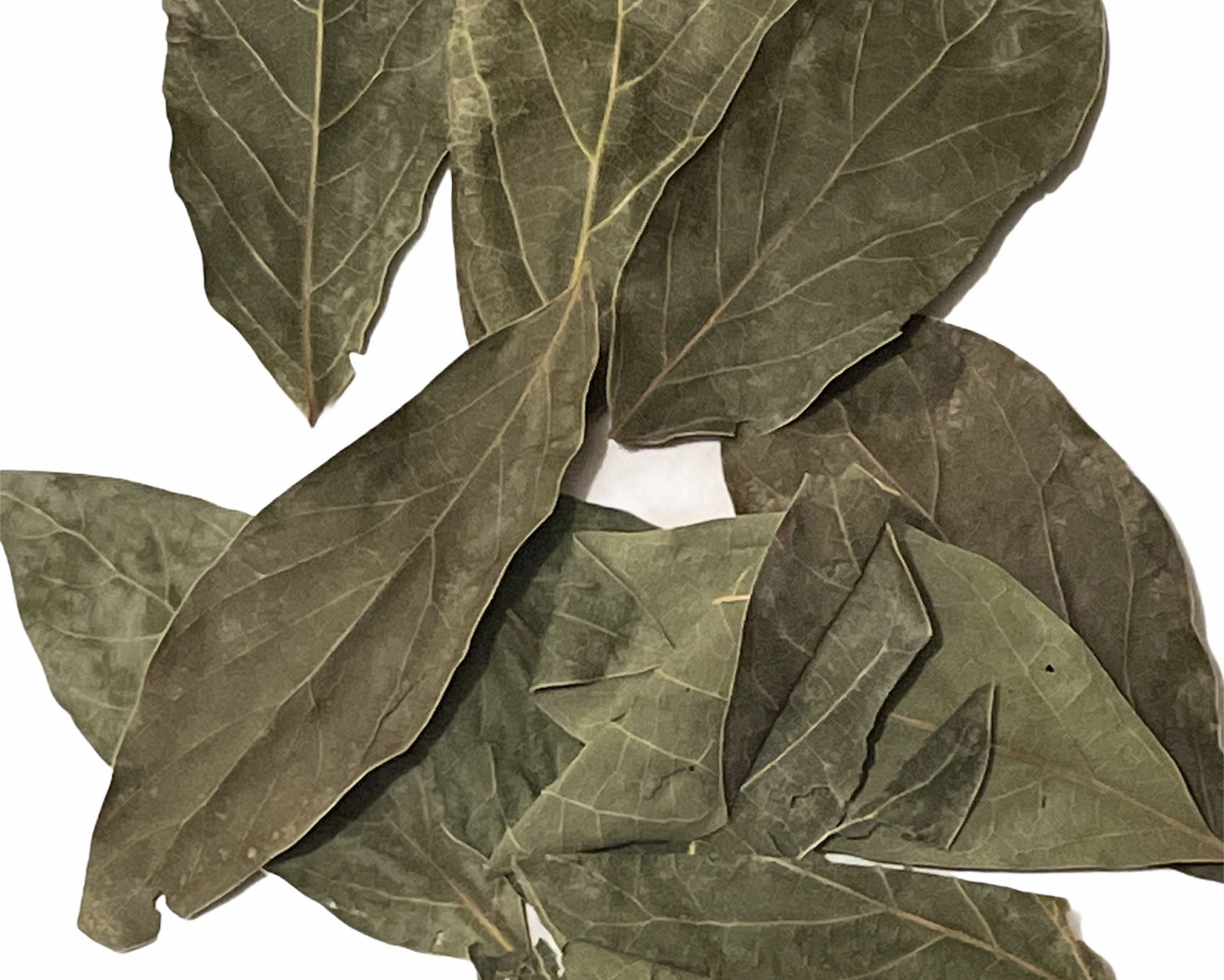 Hojas De Aguacate Secas Avocado Leaves Dry From Mexico Etsy España