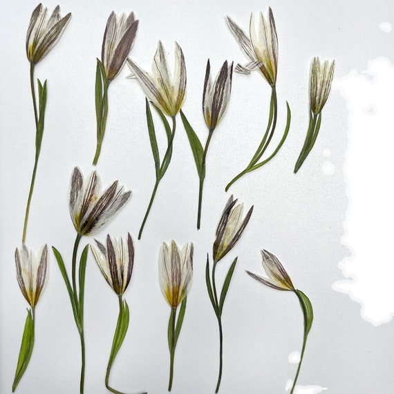 12pcs Natural Lily Real Dried Flower Pressed Dried Flower Ornament DIY Craft 