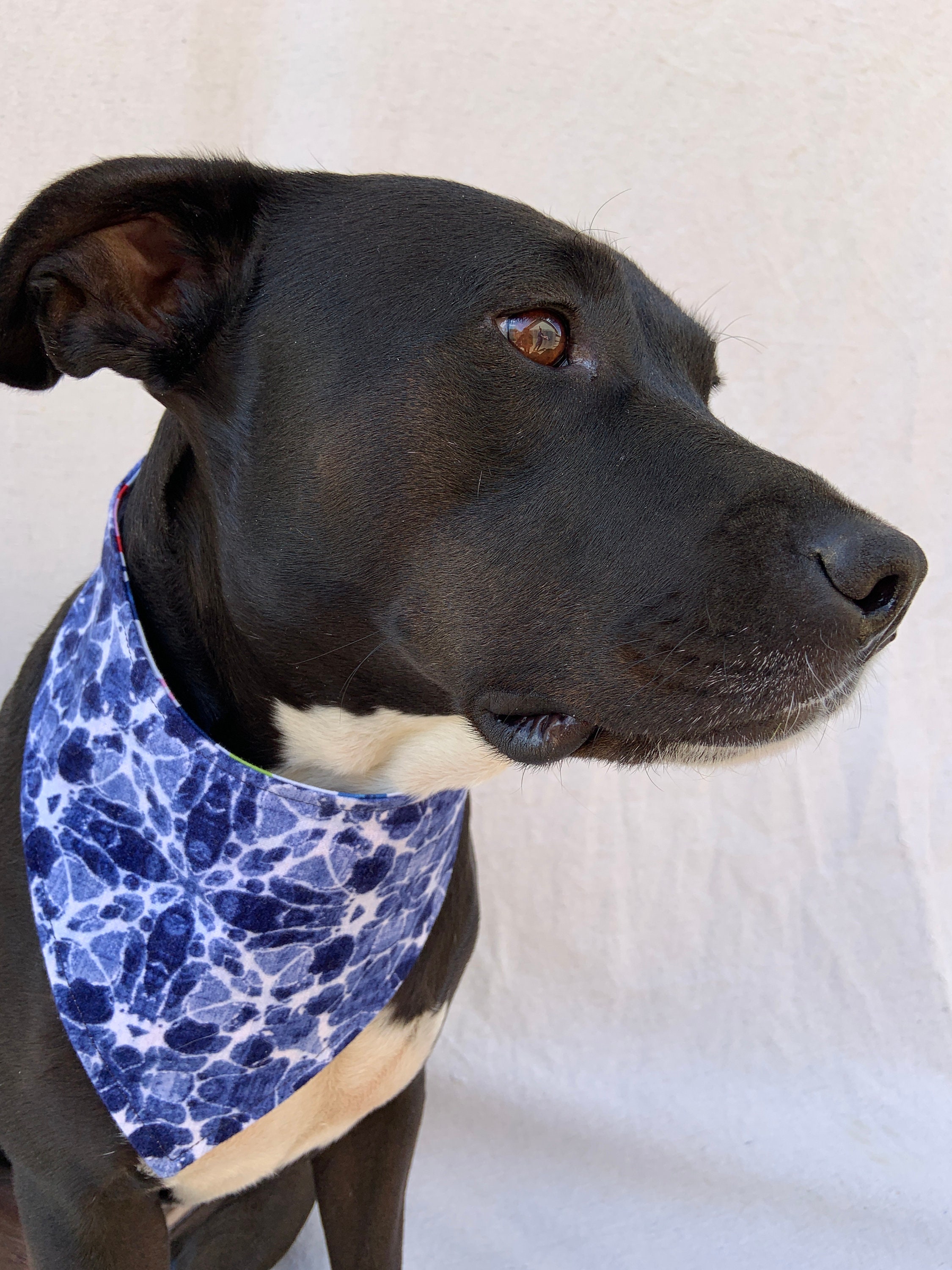 Hund Bandana Erdbeeren und Heidelbeeren reversible Hund Etsy