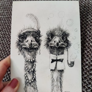 Mr and Mrs Ostrich Pair of ostriches ink drawing postcard