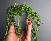 String of Pearls Cutting