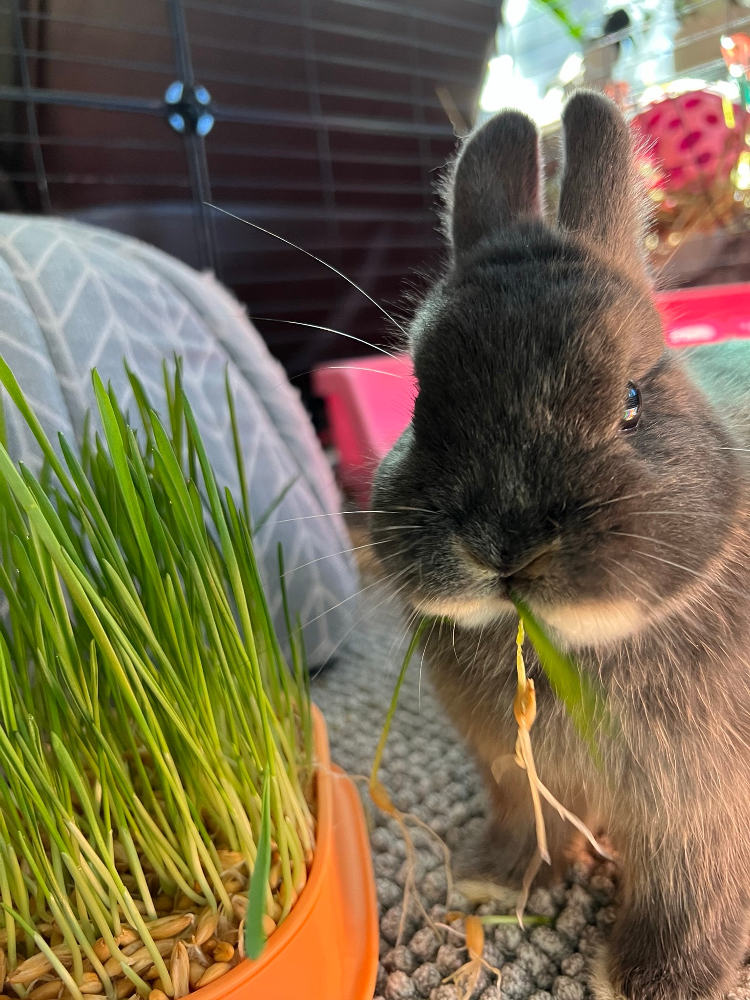 Wheatgrass for rabbits top