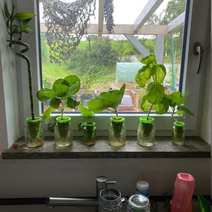 mini hydroponic grow kit set system upcycling indoor plant aquaponic own grown
