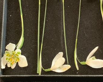 Snowdrops - 6 Real Dried Flowers, UK Shop, Natural Flowers, Undyed Flowers, Flowers For Crafting, Resin Flower Art