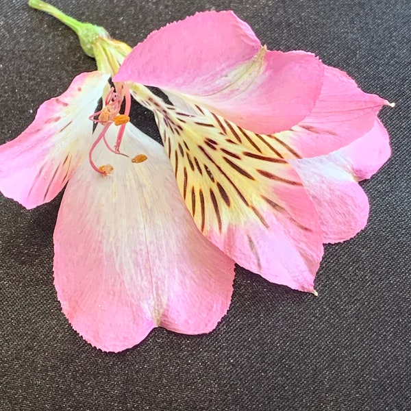 Dried Flowers Etsy UK