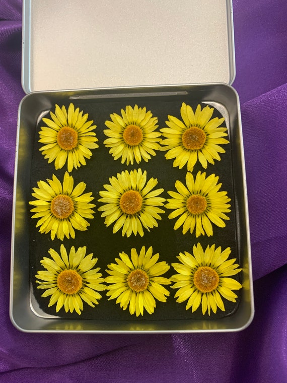 Daisy Real Dried Flowers UK Shop Natural Flowers Undyed Etsy