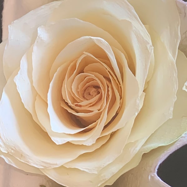 Dried White Roses Etsy