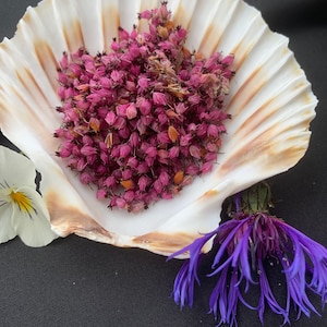 Heather - 3g - Real Dried Flowers, Natural Flowers, Undyed Flowers, Flowers for Witchcraft, Pot Pourri, Spell work, Protection Spells
