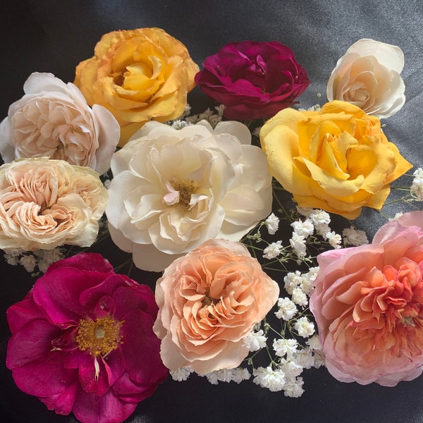 Enchanting Roses - Real Dried Old English Roses, UK Shop, Natural Flowers, Undyed Flowers, Flowers For Crafting, Resin Flower Art
