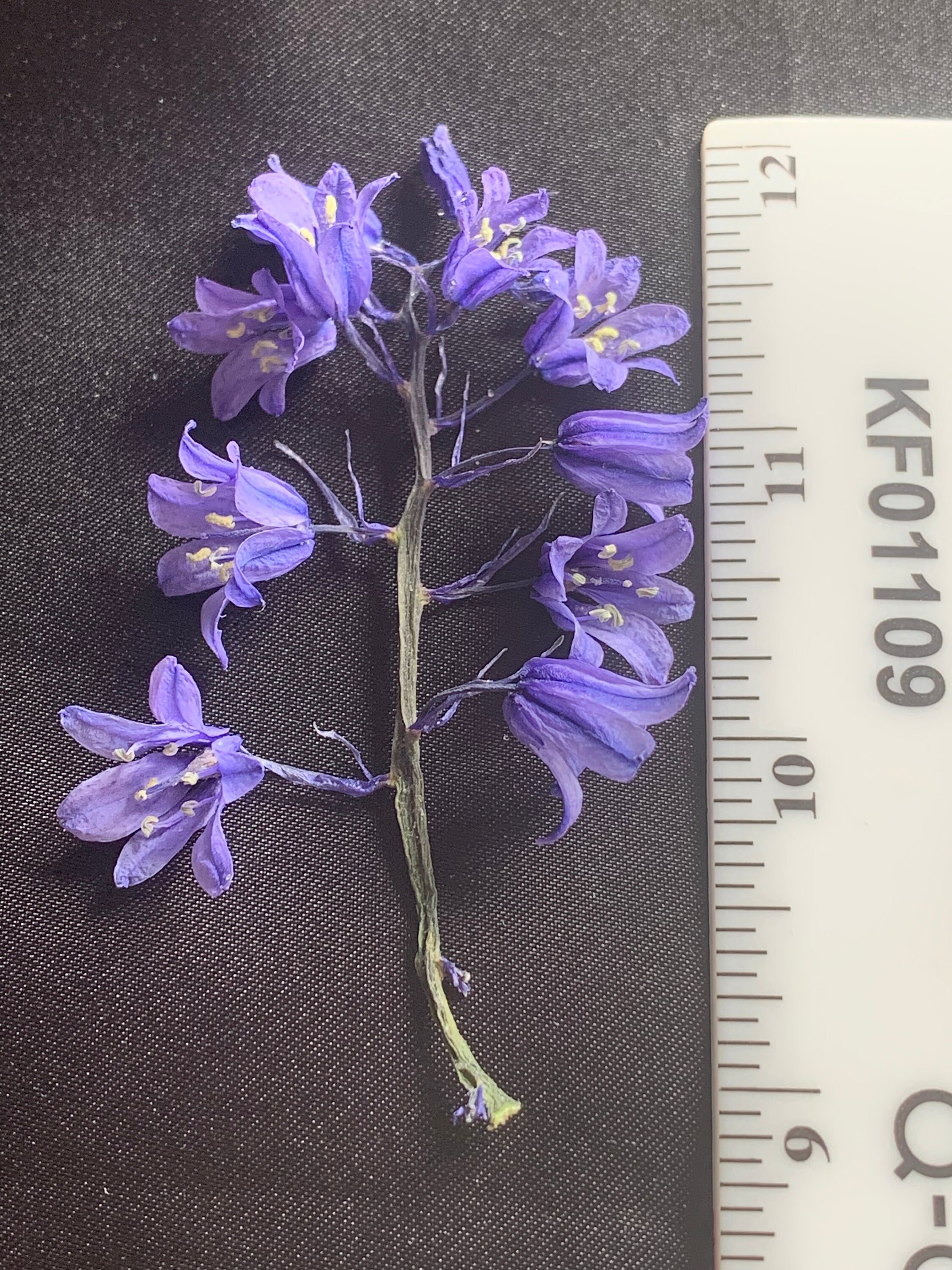 Bluebell Real Dried Small Flowers UK Shop Natural Flowers Etsy