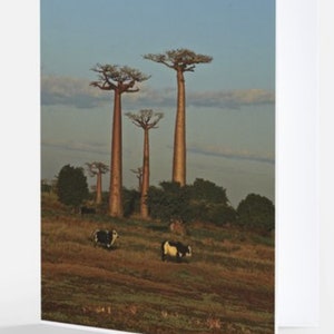 10-Pack of Madagascar Greeting Cards