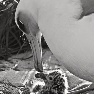 Laysan Albatross 8x10 photo print