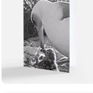 Paquete de 10 tarjetas de felicitación de Albatros de Laysan