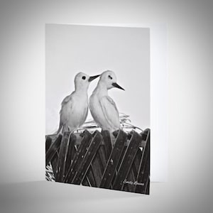 Paquete de 10 tarjetas de felicitación con la frase “Love Birds”