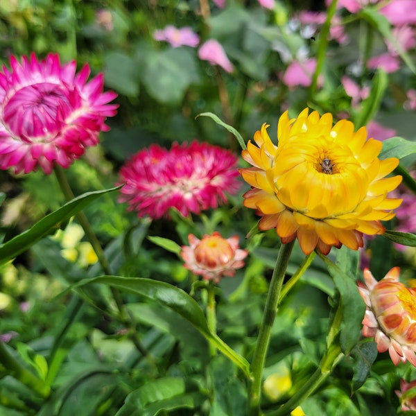 Strawflower seeds,  mixed colors 2022