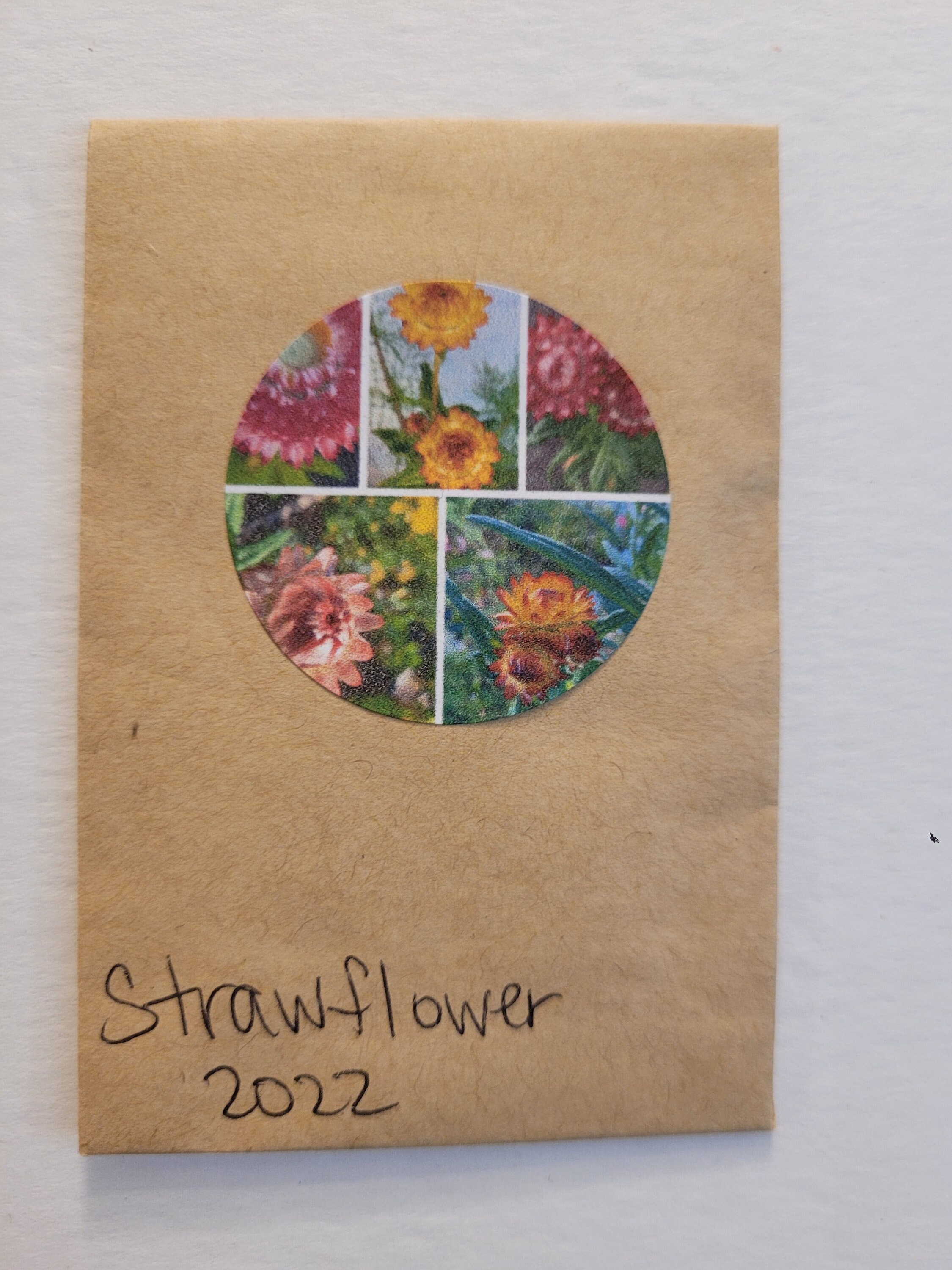 Strawflower Seeds Mixed Colors Etsy Australia