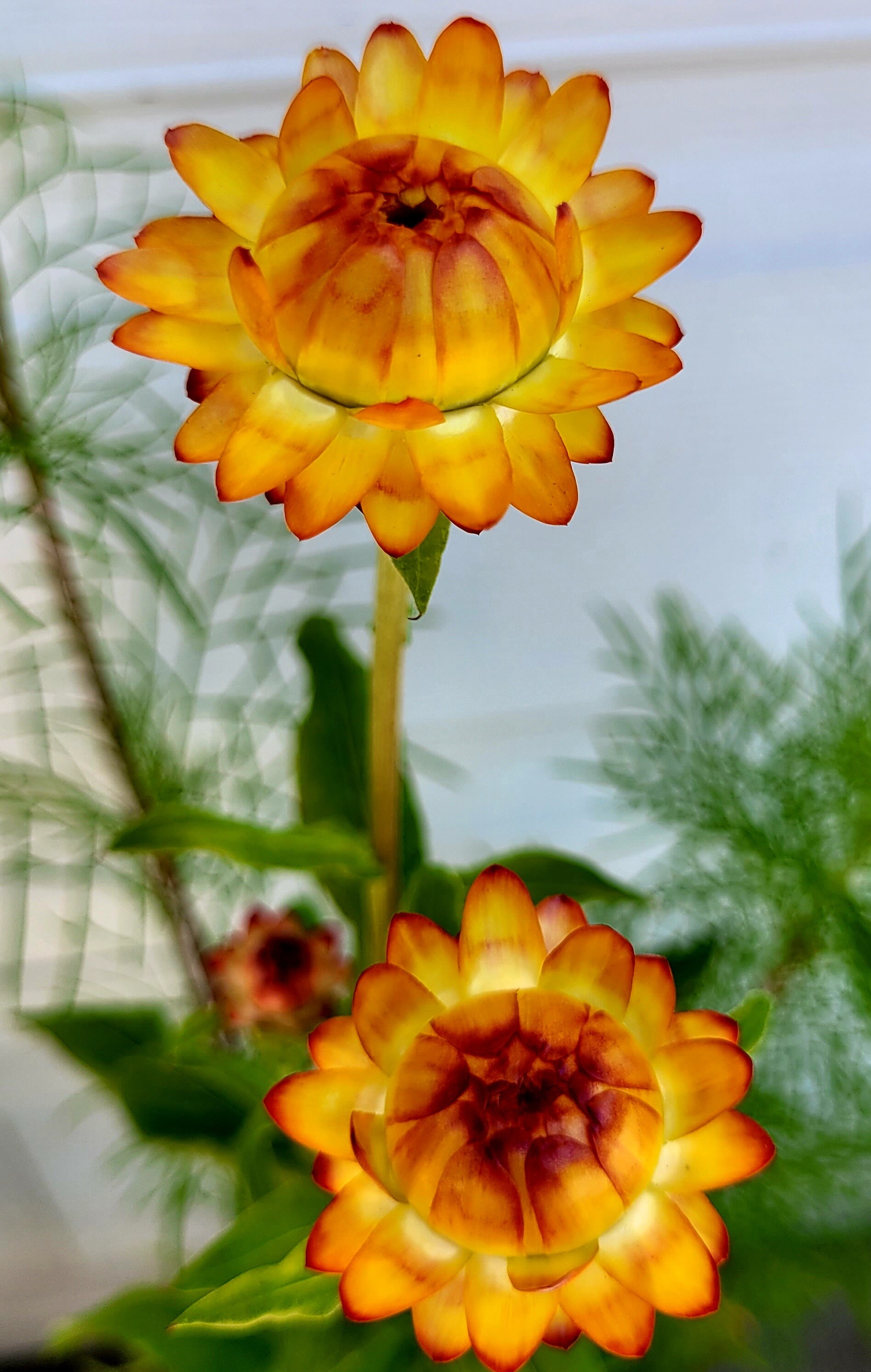 Strawflower Seeds Mixed Colors Etsy Australia