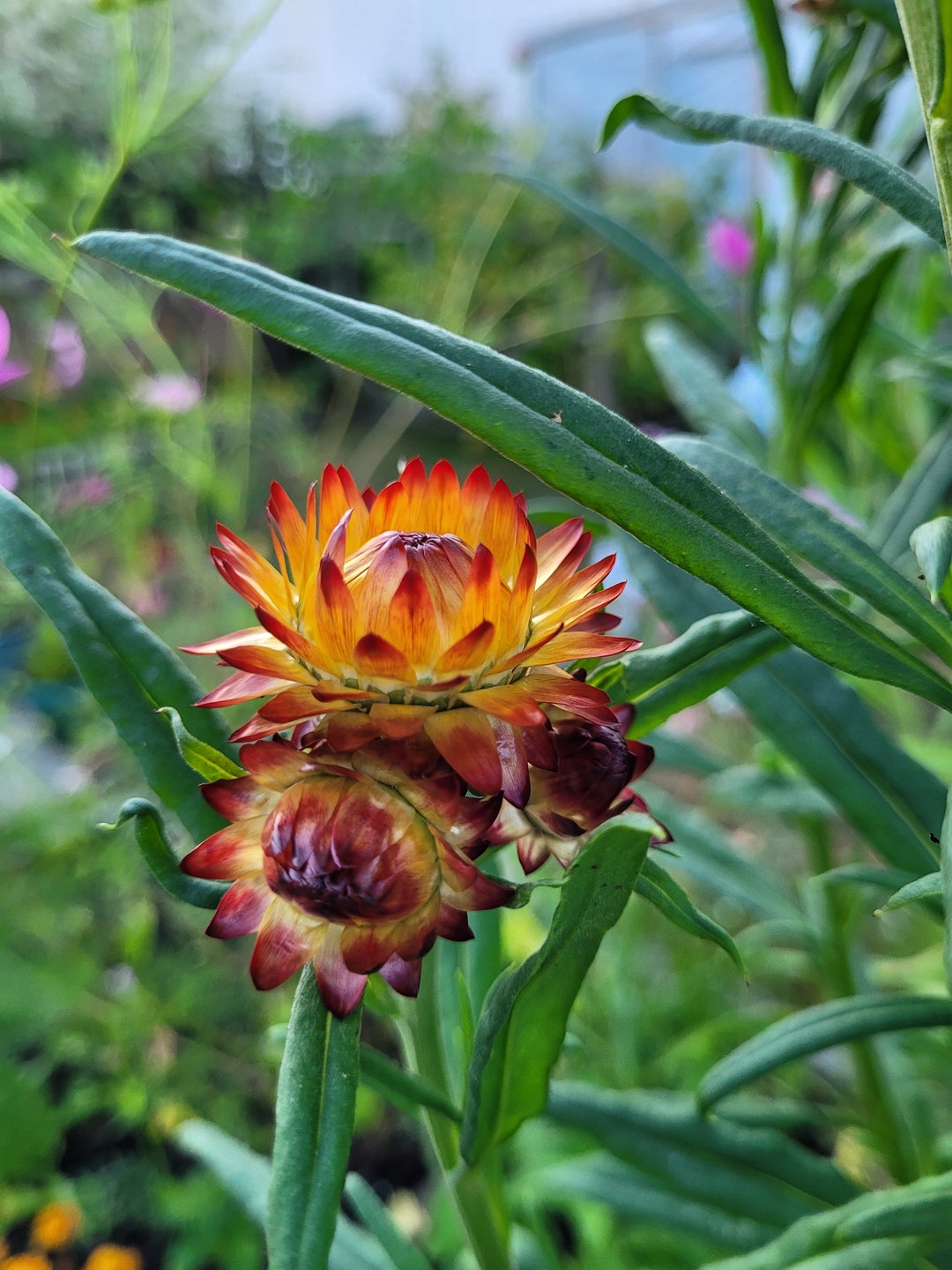 Strawflower Seeds Mixed Colors Etsy Australia