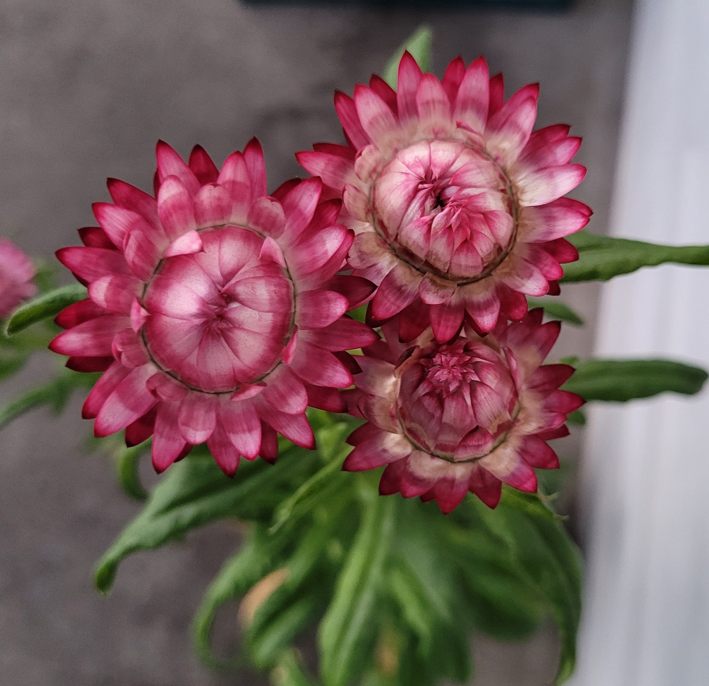 Strawflower Seeds Mixed Colors Etsy Australia