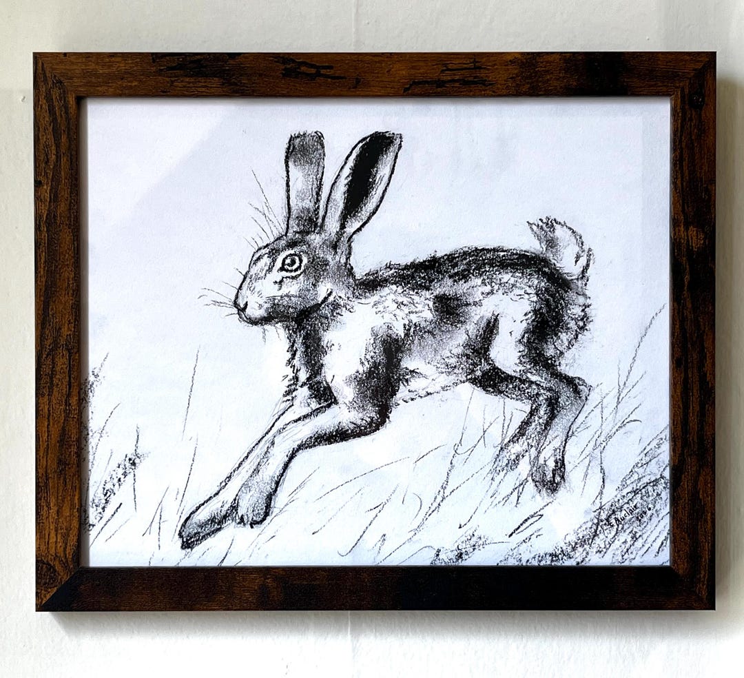 Framed Original Hare Charcoal Drawing, Fine Art, 11”x9”, Rabbit, Animal ...