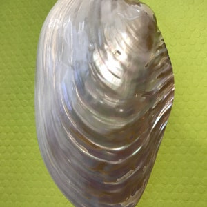 May include: A large, iridescent white seashell with a smooth, pearlescent surface. The shell has a rounded shape with a slight curve and a textured, rippled pattern.