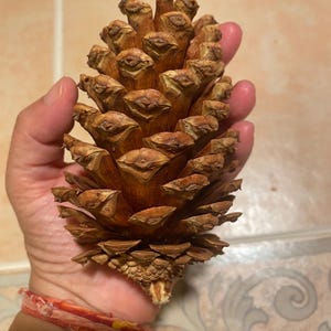 Gold Tipped Vanilla Scented Pinecones - Set of 6 - Fall Decor