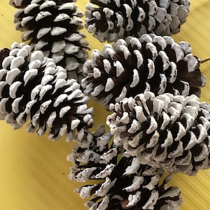 May include: A collection of brown pine cones with white-tipped scales. The cones are arranged on a yellow surface, creating a natural, rustic aesthetic. The white paint adds a touch of wintery charm to the natural decor.