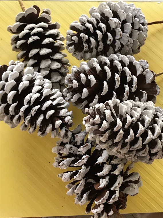 White Tipped Natural Pine Cone Picks | 2.5 Wide | Festive Holiday Decor |  Trees, Wreaths, & Garlands | Christmas Picks | Home & Office Decor (Set of