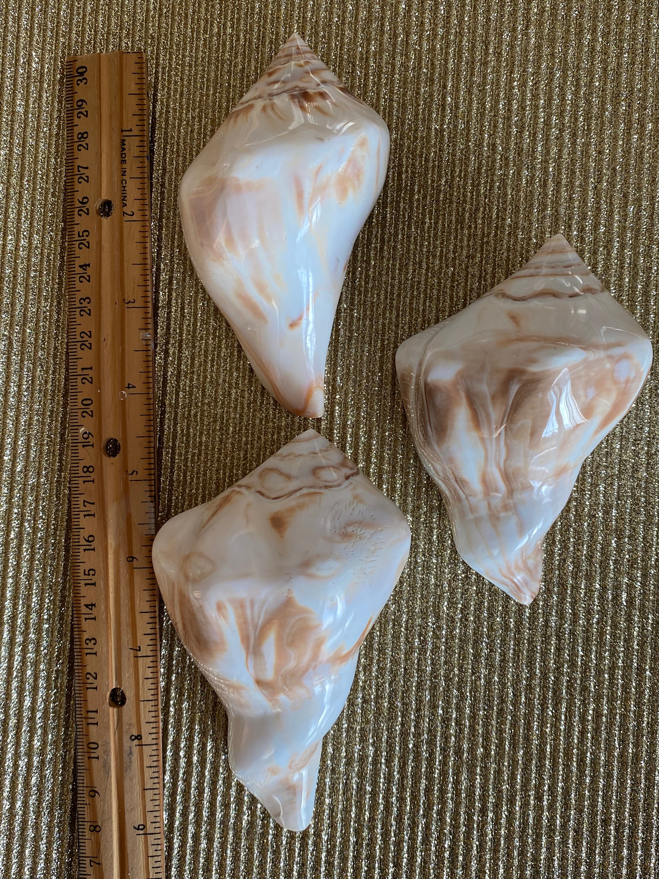 U.S. Shell Polished Lightning Whelk - Approx. 7 Inch Natural Seashell For Beach Decor & Collections