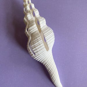May include: A white, elongated, spiral-shaped seashell with a delicate, open-work structure featuring thin, vertical ridges and a pointed apex. The shell has a tapered, slender base and a hollow, cage-like midsection with visible gaps between the ribs.