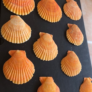 May include: Ten scallop shells arranged in rows on a black surface. The shells are a light orange color with a white interior.