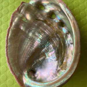 May include: A large iridescent abalone shell with a smooth, pearly interior. The shell has several holes drilled into it, creating a unique and decorative piece.