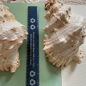 Large Natural 8" Conch Shell | White Decorative Ocean Seashell | Coastal Beach Cottage Decor | Nautical Display | Beach Wedding Accent