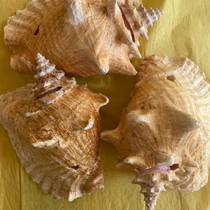 May include: Three large, brown seashells with intricate patterns and pointed tips. The shells are arranged on a yellow surface.