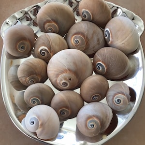 May include: A silver bowl filled with a collection of smooth, brown seashells with swirling patterns.