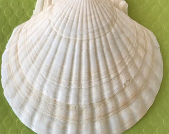 May include: A large, off-white scallop seashell with a ridged, fan-like pattern. The shell has a natural, organic shape and texture, with subtle variations in color. The shell is displayed on a green surface.
