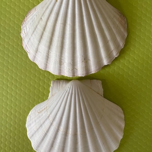 May include: Two off-white scallop shells with prominent radial ridges and a fan-shaped silhouette. The shells feature a textured surface with subtle brown markings near the hinge area and a scalloped edge along the bottom perimeter of each shell.
