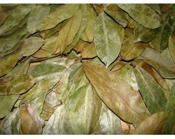 Annona Muricata Etsy