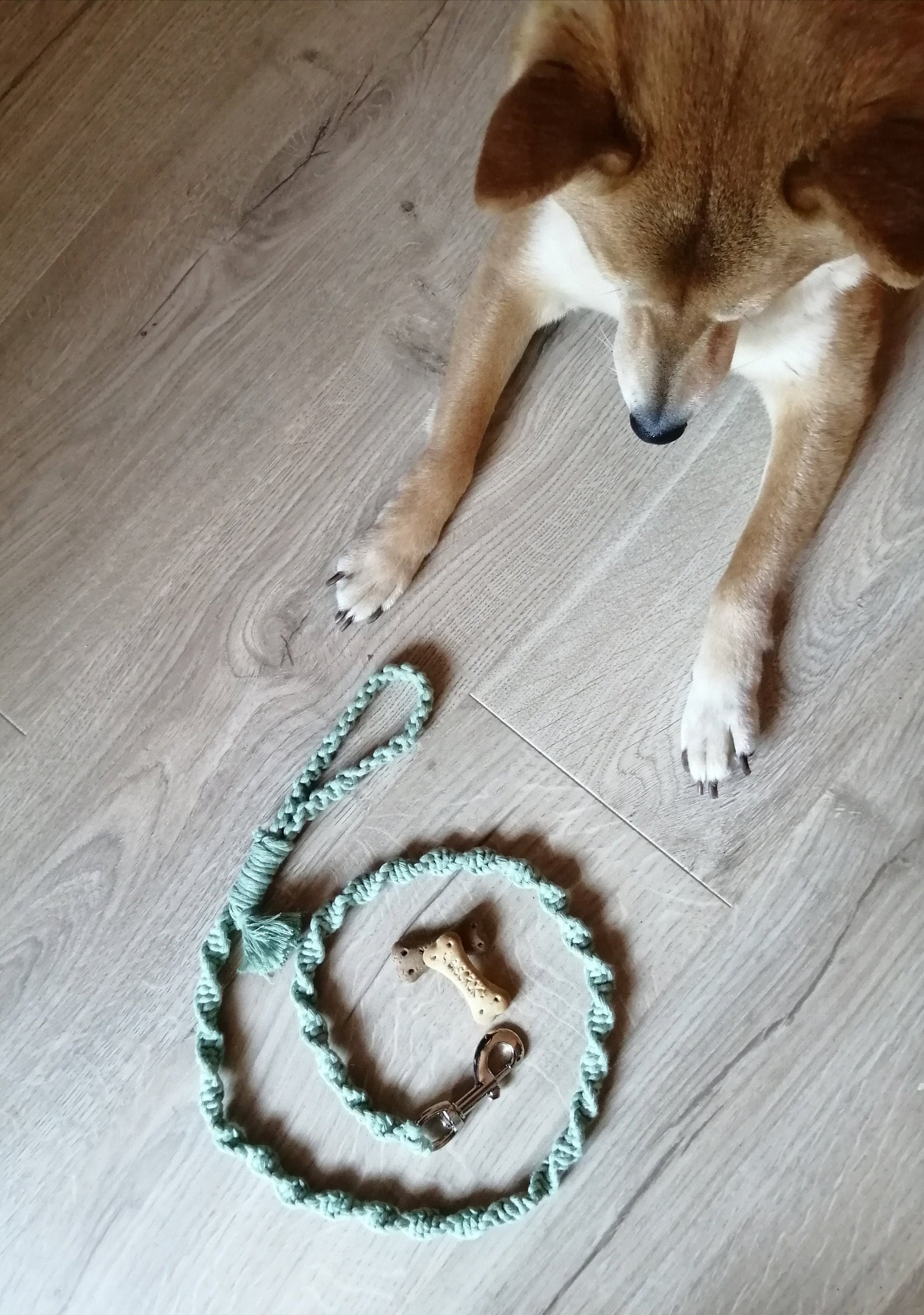 Dog leash in macramé Etsy