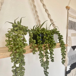 Small Faux Donkey Tail Succulent Plant in white, black or grey Hexagon Pot with Bamboo Tray, Floating Shelve Decor, Hanging Plant