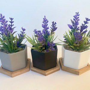 May include: Three hexagonal ceramic pots with lavender plants. The pots are gray, black, and white. Each pot sits on a hexagonal wooden base.