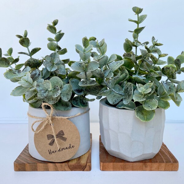 Eucalyptus Plant in Pot Etsy