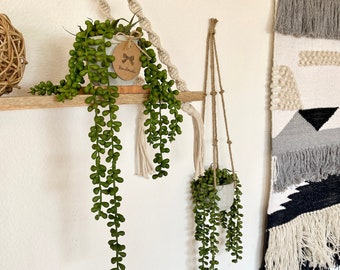 Faux Donkey Tail Plant in Handmade Concrete Pot - with Jute Twine or as Floating Shelve Decor
