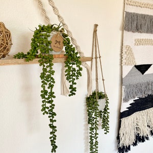 Faux Donkey Tail Plant in Handmade Concrete Pot - with Jute Twine or as Floating Shelve Decor