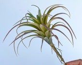 burgundy philodendron care Philodendron Rojo Congo
