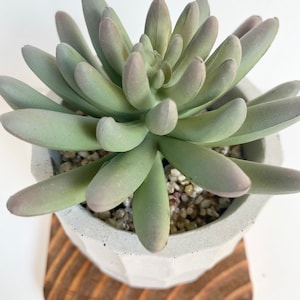 May include: A succulent plant with pale green leaves and purple tips, potted in a geometric gray concrete planter. The planter sits on a small, round wooden coaster with a striped pattern. The plant's leaves are arranged in a rosette shape.